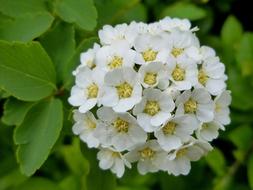 Flower White Tiny