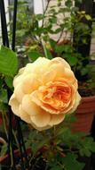 Close-up of the beautiful, orange and apricot rose flower among the green leaves