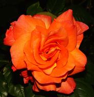 bright orange rose close up