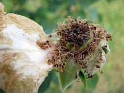 dried Flower Spring Rose