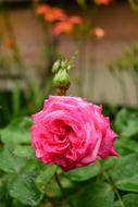 Close-up of the beautiful, pink rose flower with green leaves in rain drops, among the other plants