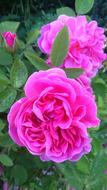 pink Rose Garden Beauty