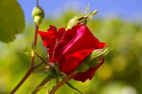 Red Rose with buds on a blurred background of nature