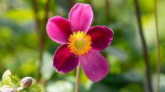 purple Flower Blossom