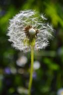 Summer fluffy dandelion in the garden