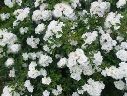 Bouquet Rose White