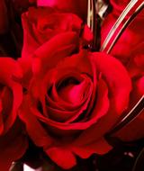 Close-up of the beautiful, red rose flowers with petals of different shades