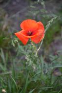 Red Poppy flower in field