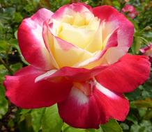 yellow-red rose, close-up