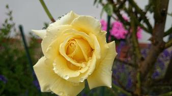 wet Yellow Rose Garden