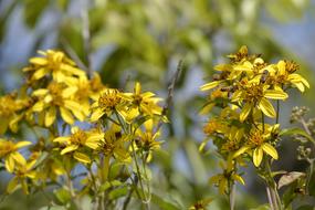 Close-up of the beautiful, yellow and orange flowers with bees, at blurred background