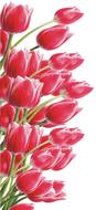 pink tulips on white background