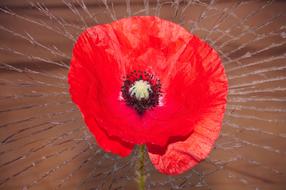Poppy Red Flower blooming