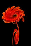 creative red flower at dark