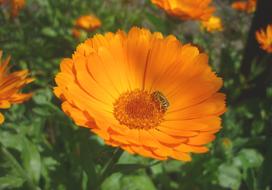Marigold Yellow Flower in garden