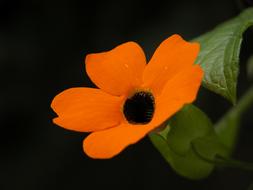 Flower Mantle on black background