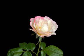 Vicky Rose Flower