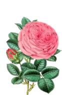 rose flower flowers pink green