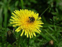 Bee on yellow Dandelion Flower