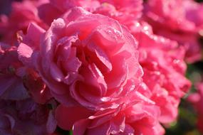 Rose Flower at Morning Dew