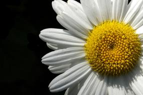 white chamomile on a dark background close up