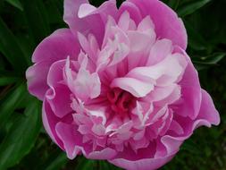 Peony Pink in Garden