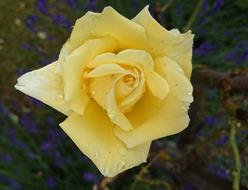 Close-up of the beautiful, yellow and white rose flower of different shades, with water drops