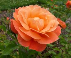 Close-up of the beautiful, orange and peach rose flowers of different shades, with green leaves