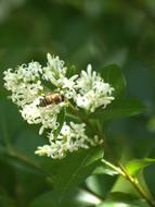 Flower Bee To Obtain Nectar
