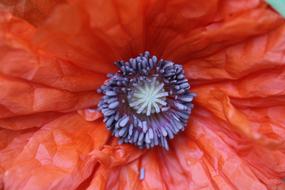 Poppy Flower pistils