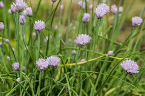 Wild Flowers Purple Weeds