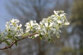 Amelanchier, shadbush, white Blossoms at blur background