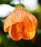 Chinese Lantern Abutilon Striatum flower