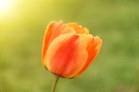 Close-up of the beautiful, orange, red and yellow tulip flower of different shades, in sunlight, at blurred background