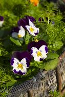 Pansy Flowers in the garden close-up