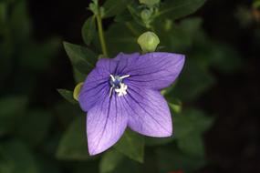 Purple Flower Balloon at dark