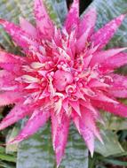 pink Flower Colour Floral