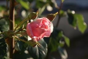 Pink Flower Flowers