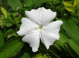 Close-up of the beautiful White Lady flower among the green leaves, in Dharwad, India
