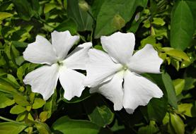 White Lady or Flower Thunbergia