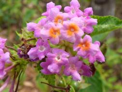 Purple Flowers at Summer