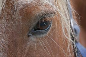 closeup photo of Horse Head Eye
