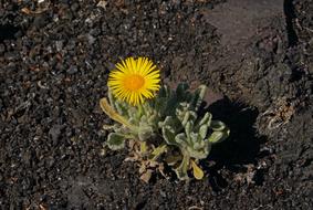 yellow Nauplius Intermedius Flower