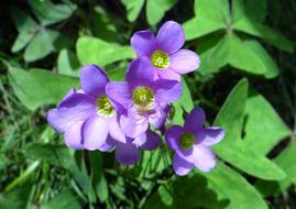 Close-up of the beautiful, blooming, purple and yellow Creeping Wood Sorrel flowers and green leaves in Dharwad, India