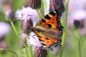 Vanessa Cardui Thistle Flower