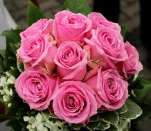 Roses Flowers