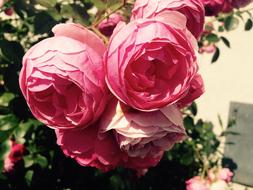 Rose Flower Pink