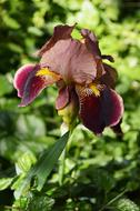 Iris Flowers at spring