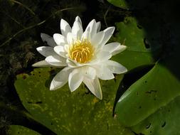 Water Lily Danube