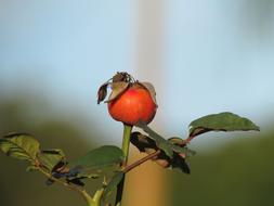 Spider on Rosa Flowers